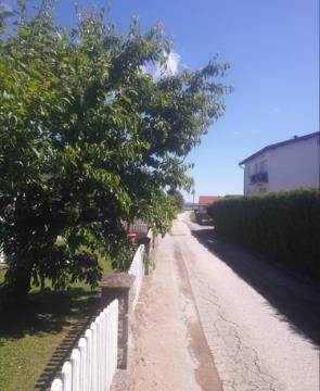 Vegetacija ob cesti-slika 1